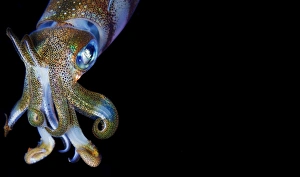 <b class=qtipBold><figcaption>Squid calendar</figcaption></b><br>Reed squid at night. Red sea. Underwater close-up.<br><em>© Andrey Narchuk</em> Squid calendar