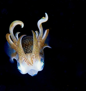<b class=qtipBold><figcaption>Squid at night</figcaption></b><br>Squid like a jewels. Rare and clorfull<br><em>© Andrey Narchuk</em> Squid at night
