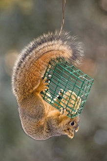 <b class=qtipBold><figcaption>squirrel eating at feeder</figcaption></b><br>feeder, nature, squirrel, Russell Burden, 159959574<br><em>© Russell Burden</em> squirrel eating at feeder