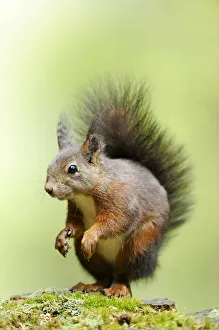 Squirrel -Sciurus vulgaris-, standing on moss Squirrel -Sciurus vulgaris-, standing on moss