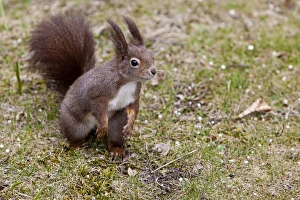 Squirrel -Sciurus vulgaris-, Vienna State, Austria Squirrel -Sciurus vulgaris-, Vienna State, Austria