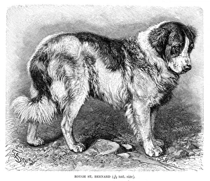 Empire Art Direct Saint Bernard Black and White Pet Paintings on