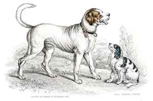 St. Bernard and King Charles Spaniel engraving St. Bernard and King Charles Spaniel engraving