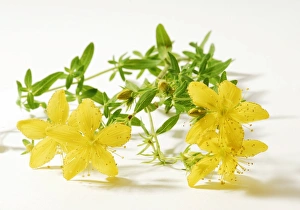 St Johns wort (Hypericum perforatum), medicinal plant St Johns wort (Hypericum perforatum), medicinal plant