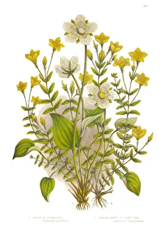 St. Johns Wort and Parnassus Grass Victorian Botanical Illustration St. Johns Wort and Parnassus Grass Victorian Botanical Illustration
