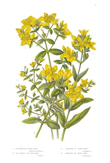 St. Johns Wort Victorian Botanical Illustration St. Johns Wort Victorian Botanical Illustration