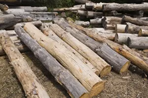 Prints of Stack of Eastern white pine tree logs, Laurentians, Quebec, Canada Images Dated 2012 May: Eastern White Pine Logs Print