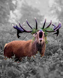 <b class=qtipBold><figcaption>The Stag</figcaption></b><br>Not often seen but caught this Stag up on the hills beyond Glencoe, Scotland.<br><em>© ©RDPhotography381</em> The Stag