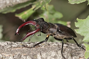 Stag beetle -Lucanus cervus-, male, Lake Kerkini area, Greece, Europe Stag beetle -Lucanus cervus-, male, Lake Kerkini area, Greece, Europe