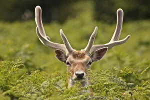 <b class=qtipBold><figcaption>Stag Curiosity</figcaption></b><br>Stag in Richmond Park, Surrey<br><em>© © 2012 Paula Norman</em> Stag Curiosity