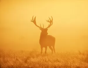 Images Dated 15th October 2011: Stag in Sunrise