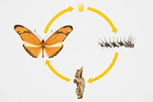 Four stages of ife cycle of butterfly, from egg to adult Four stages of ife cycle of butterfly, from egg to adult