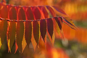 Staghorn Sumac -Rhus typhina-, autumnal foliage, Germany Staghorn Sumac -Rhus typhina-, autumnal foliage, Germany