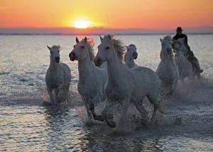 <b class=qtipBold><figcaption>Stallion race</figcaption></b><br>White stallions from the south of Francecalled the Canargue stallions on a beautiful early morning<br><em>© W-8BEN</em> Stallion race
