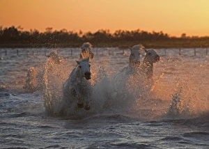 <b class=qtipBold><figcaption>Stallions racing</figcaption></b><br>In the sunrise colours these stallions from the south of France love to place and race each other to the shoreline.<br><em>© W-8BEN</em> Stallions racing