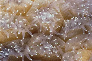 <b class=qtipBold><figcaption>Star Coral</figcaption></b><br>Jeff Rotman Underwater Photography, 6395-000269 Star Coral