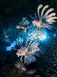 <b class=qtipBold><figcaption>Star hunt</figcaption></b><br>Andrey Narchuk Photography, 183614176<br><em>© Andrey Narchuk</em> Star hunt
