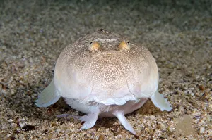 Stargazer or Atlantic Stargazer -Uranoscopus scaber-, Black Sea, Crimea, Ukraine Stargazer or Atlantic Stargazer -Uranoscopus scaber-, Black Sea, Crimea, Ukraine