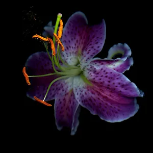<b class=qtipBold><figcaption>Stargazer Lily</figcaption></b><br>Stargazer Lily with stamen in black background.<br><em>© All rights reserved</em> Stargazer Lily