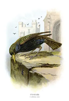 <b class=qtipBold><figcaption>Starling</figcaption></b><br>Vintage colour lithograph from 1883 of a starling. Starlings are small to medium-sized passerine birds in the family Sturnidae.<br><em>© Duncan Walker</em> Starling