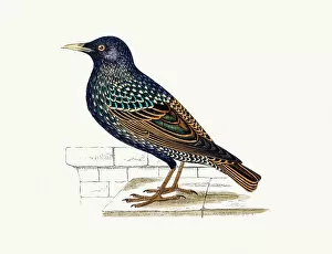 Starling Gallery: Starling Bird