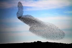 Birds Collection: Starling murmuration