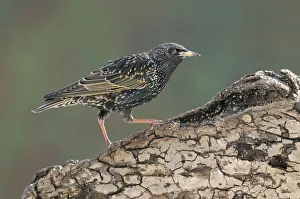 <b class=qtipBold><figcaption>Starling -Sturnus vulgaris-</figcaption></b><br><em>© This content is subject to copyright.</em> Starling -Sturnus vulgaris-