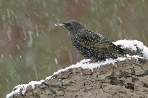 <b class=qtipBold><figcaption>Starling -Sturnus vulgaris-</figcaption></b><br><em>© This content is subject to copyright.</em> Starling -Sturnus vulgaris-