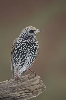 <b class=qtipBold><figcaption>Starling -Sturnus vulgaris-</figcaption></b><br><em>© This content is subject to copyright.</em> Starling -Sturnus vulgaris-