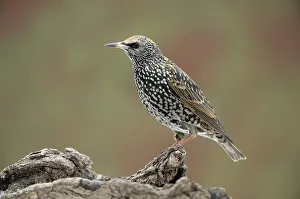 <b class=qtipBold><figcaption>Starling -Sturnus vulgaris-</figcaption></b><br><em>© This content is subject to copyright.</em> Starling -Sturnus vulgaris-
