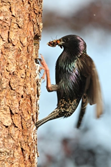 Starling -Sturnus vulgaris- with beak full of food at the nesting hole, Allgaeu region Starling -Sturnus vulgaris- with beak full of food at the nesting hole, Allgaeu region