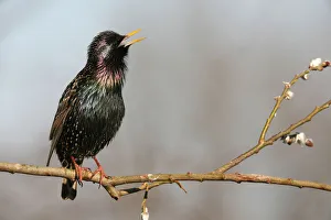 Starling -Sturnus vulgaris-, displaying courtship, singing, Allgaeu, Bavaria, Germany Starling -Sturnus vulgaris-, displaying courtship, singing, Allgaeu, Bavaria, Germany
