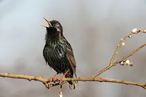 Starling -Sturnus vulgaris-, displaying courtship, singing, Allgaeu, Bavaria, Germany Starling -Sturnus vulgaris-, displaying courtship, singing, Allgaeu, Bavaria, Germany