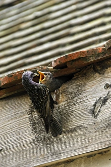 Starling -Sturnus vulgaris- feeding its chick in the nest, Middle Franconia, Bavaria Starling -Sturnus vulgaris- feeding its chick in the nest, Middle Franconia, Bavaria