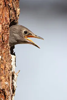 Starling -Sturnus vulgaris- leaving its nesting hole in a Norway spruce -Picea abies Starling -Sturnus vulgaris- leaving its nesting hole in a Norway spruce -Picea abies