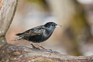 Starling -Sturnus vulgaris-, near Lake Federsee, Baden-Wuerttemberg, Germany, Europe Starling -Sturnus vulgaris-, near Lake Federsee, Baden-Wuerttemberg, Germany, Europe