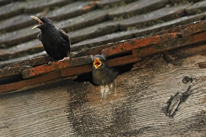 Starling -Sturnus vulgaris- on a roof with a chick in its nest, Middle Franconia, Bavaria Starling -Sturnus vulgaris- on a roof with a chick in its nest, Middle Franconia, Bavaria