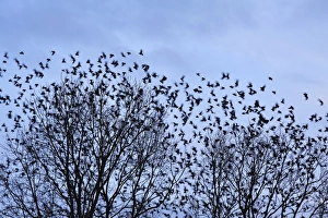 Starlings -Sturnus vulgaris-, flock, return of migratory birds in spring, Eckental, Middle Franconia, Bavaria, Germany Starlings -Sturnus vulgaris-, flock, return of migratory birds in spring, Eckental, Middle Franconia, Bavaria, Germany