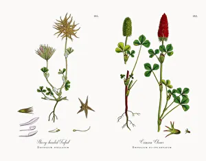 Starry-headed Trefoil, Trifolium stellatum, Victorian Botanical Illustration, 1863 Starry-headed Trefoil, Trifolium stellatum, Victorian Botanical Illustration, 1863