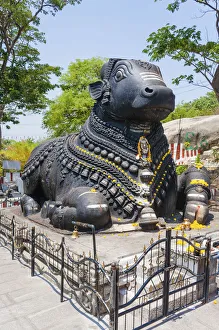 Statue of a decorated holy cow, Nandi Bull, Chamundi Hill, Mysore, Karnataka, India Statue of a decorated holy cow, Nandi Bull, Chamundi Hill, Mysore, Karnataka, India
