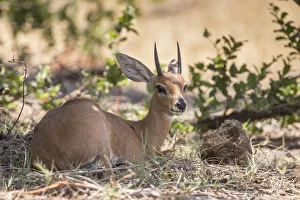 Steenbok -Raphicerus campestris-, Bwabwata National Park, Caprivi Strip, Namibia, Africa Steenbok -Raphicerus campestris-, Bwabwata National Park, Caprivi Strip, Namibia, Africa