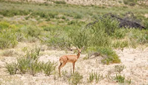 The steenbok (Raphicerus campestris) is a common small antelope of southern and eastern Africa. It is sometimes known as the steinbuck or steinbok. The steenbok (Raphicerus campestris) is a common small antelope of southern and eastern Africa. It is sometimes known as the steinbuck or steinbok.