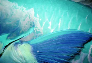 Steephead parrotfish (Chlorurus microrhinos), detail of pectoral fin Steephead parrotfish (Chlorurus microrhinos), detail of pectoral fin