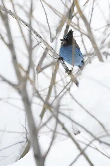 <b class=qtipBold><figcaption>Steller's Jay</figcaption></b><br>A stellar's jay sits on a branch in Lake Tahoe, California.<br><em>© 2017 Chase Dekker Wild-Life Images</em> Steller's Jay