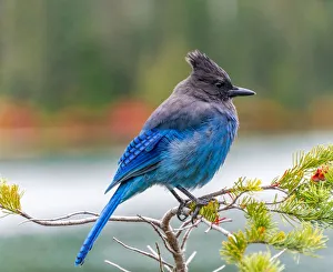 Crows And Jays Gallery: Stellers Jay Collection