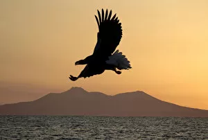 Images Dated 10th March 2016: Stellers sea eagle flying over Rausu harbour