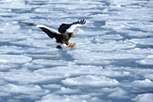 Stellers Sea Eagle -Haliaeetus pelagicus- in flight above drifting ice, Rausu, Menashi Stellers Sea Eagle -Haliaeetus pelagicus- in flight above drifting ice, Rausu, Menashi