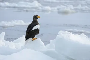 Steller's Sea Eagle -Haliaeetus pelagicus- perched on an ice floe, Rausu, Menashi Steller's Sea Eagle -Haliaeetus pelagicus- perched on an ice floe, Rausu, Menashi