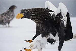 A Steller's sea eagle landing in a snow storm A Steller's sea eagle landing in a snow storm