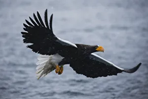 A Steller's sea eaglein flight during a snow storm A Steller's sea eaglein flight during a snow storm